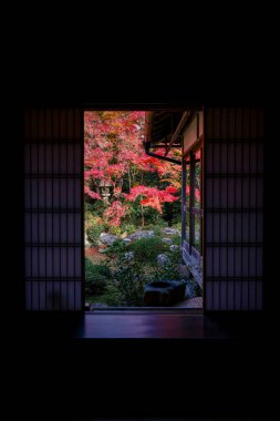 Kyoto 24 Kasım 2025 'te sakin akçaağaç bahçesine bakan Zen tapınağı penceresi