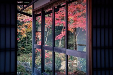 Kyoto 24 Kasım 2025 'te sakin akçaağaç bahçesine bakan Zen tapınağı penceresi