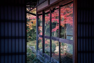 Kyoto 24 Kasım 2025 'te sakin akçaağaç bahçesine bakan Zen tapınağı penceresi