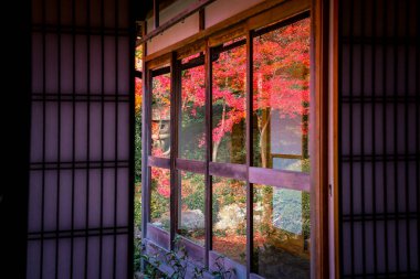 Kyoto 24 Kasım 2025 'te sakin akçaağaç bahçesine bakan Zen tapınağı penceresi