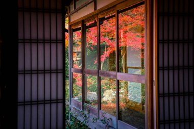 Kyoto 24 Kasım 2025 'te sakin akçaağaç bahçesine bakan Zen tapınağı penceresi