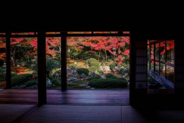 Kyoto 24 Kasım 2025 'te sakin akçaağaç bahçesine bakan Zen tapınağı penceresi