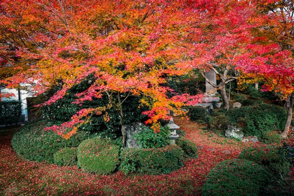 Japon Mevsimlik Güzelliğini Vurgulayan Sonbahar Yeşilliği 24 Kasım 2025