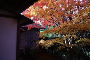 Sonbahar Yürüyüşü Vibrant Seasonal Renkler 24 Kasım 2025