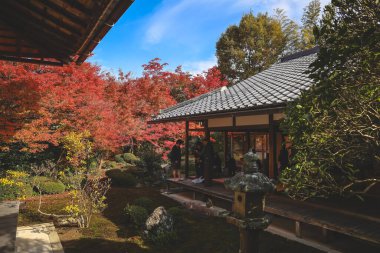 Japon Mevsimlik Güzelliğini Vurgulayan Sonbahar Yeşilliği 24 Kasım 2025