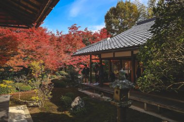 Japon Mevsimlik Güzelliğini Vurgulayan Sonbahar Yeşilliği 24 Kasım 2025