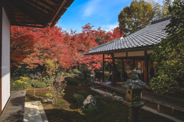 Japon Mevsimlik Güzelliğini Vurgulayan Sonbahar Yeşilliği 24 Kasım 2025