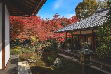 Japon Mevsimlik Güzelliğini Vurgulayan Sonbahar Yeşilliği 24 Kasım 2025