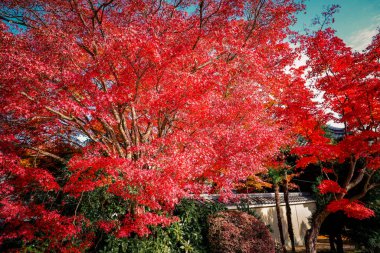 Sonbahar Yürüyüşü Vibrant Seasonal Renkler 24 Kasım 2025