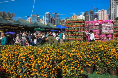 Canlı mandalina bitkileri 14 Şubat 2026 'da festival için açık hava fuarı sahnesini doldurdu.