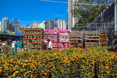Canlı mandalina bitkileri 14 Şubat 2026 'da festival için açık hava fuarı sahnesini doldurdu.