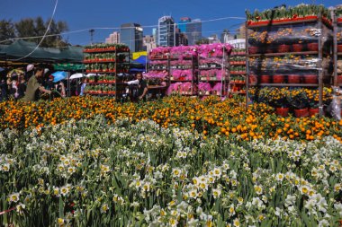 Renkli mevsimlik çiçekler güneş ışığı altında canlı pazar ortamı yaratır, 14 Şubat 2026