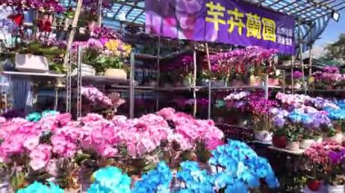 Kalabalık Çiçek Fuarı Fa Hui Park Festivali 16 Şubat 2026