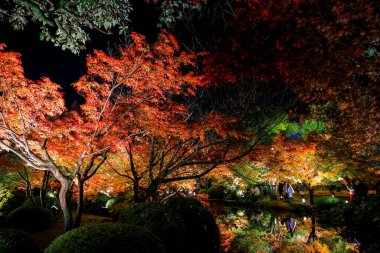 Aydınlatılmış sonbahar yaprakları sakin su yüzeyine yansıtılıyor 25 Kasım 2025