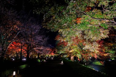 25 Kasım 2025 tarihli tapınakta gece aydınlığı sırasında parlayan kırmızı yapraklar.