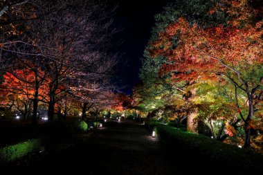 25 Kasım 2025 tarihli tapınakta gece aydınlığı sırasında parlayan kırmızı yapraklar.