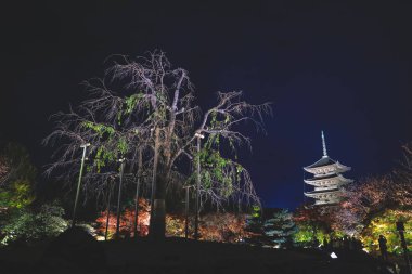 Kyoto 'nun 25 Kasım 2025 tarihli kültürel etkinlik sırasında ziyaretçileri arasında popüler bir simgesi.
