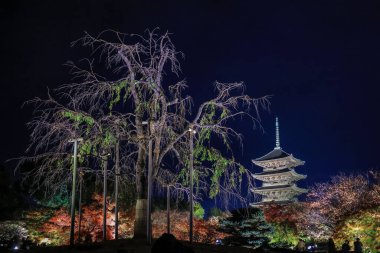 Kyoto 'nun 25 Kasım 2025 tarihli kültürel etkinlik sırasında ziyaretçileri arasında popüler bir simgesi.