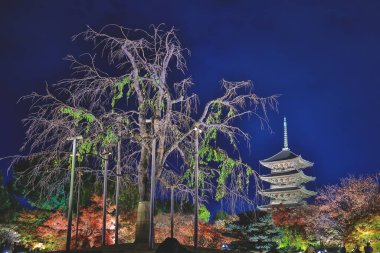 Kyoto 'nun 25 Kasım 2025 tarihli kültürel etkinlik sırasında ziyaretçileri arasında popüler bir simgesi.