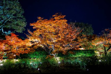 25 Kasım 2025 tarihli tapınakta gece aydınlığı sırasında parlayan kırmızı yapraklar.