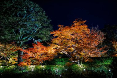 25 Kasım 2025 tarihli tapınakta gece aydınlığı sırasında parlayan kırmızı yapraklar.