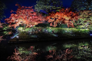 Aydınlatılmış sonbahar yaprakları sakin su yüzeyine yansıtılıyor 25 Kasım 2025