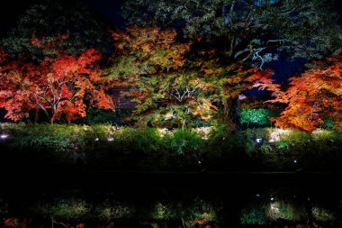 Aydınlatılmış sonbahar yaprakları sakin su yüzeyine yansıtılıyor 25 Kasım 2025