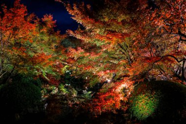 25 Kasım 2025 tarihli tapınakta gece aydınlığı sırasında parlayan kırmızı yapraklar.