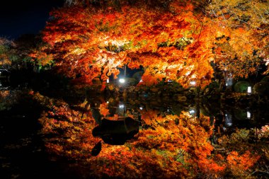 Aydınlatılmış sonbahar yaprakları sakin su yüzeyine yansıtılıyor 25 Kasım 2025