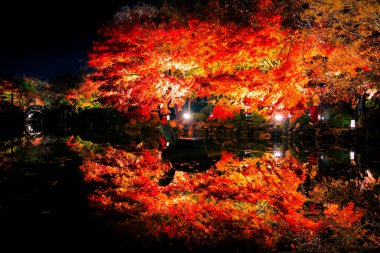 Aydınlatılmış sonbahar yaprakları sakin su yüzeyine yansıtılıyor 25 Kasım 2025