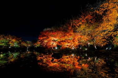 Aydınlatılmış sonbahar yaprakları sakin su yüzeyine yansıtılıyor 25 Kasım 2025