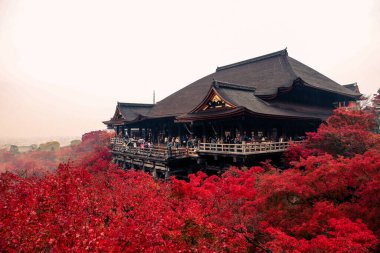 Tarihsel ahşap salon canlı sonbahar yeşillikleri tarafından çerçevelenmiş 25 Kasım 2025