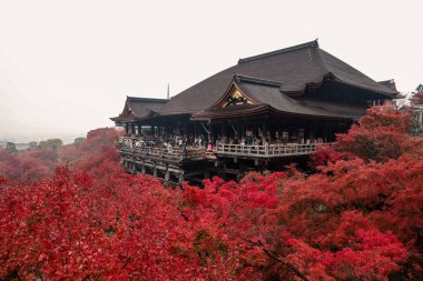 Tarihsel ahşap salon canlı sonbahar yeşillikleri tarafından çerçevelenmiş 25 Kasım 2025