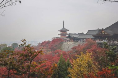 Kyoto Tapınağı 'nda canlı renklere sahip tarihi pagoda 25 Kasım 2025