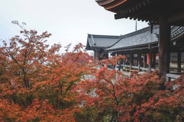 Kyoto 'daki Tarihi Japon Tapınağı Gezginlerini Karşılama Salonu 25 Kasım 2025
