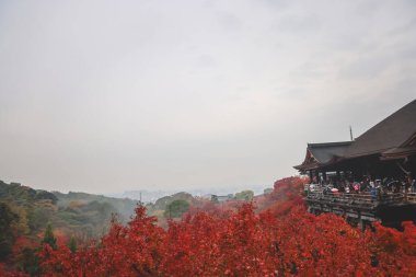 Tarihsel ahşap salon canlı sonbahar yeşillikleri tarafından çerçevelenmiş 25 Kasım 2025