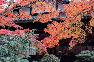 Geleneksel Ahşap Ev Kyoto 26 Kasım 2025 ile Serene Fall Zen Garden