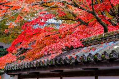 Geleneksel Zen bahçesinde tırmıklanmış kum ve taş düzenleme 26 Kasım 2025