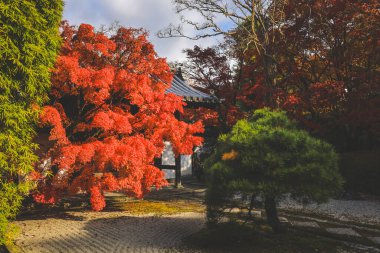 26 Kasım 2025 'te Tenju-an Tapınağı' nda huzurlu Zen Bahçesi
