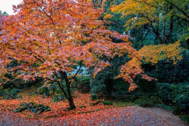 Tenju 'daki Serene Japon Zen Çay Evi Kyoto 26 Kasım 2025