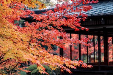 Geleneksel Ahşap Ev Kyoto 26 Kasım 2025 ile Serene Fall Zen Garden