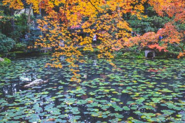 Huzurlu Sonbahar Zen Bahçesi Tenju 'daki Göl 26 Kasım 2025