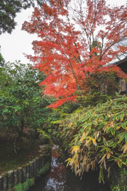 Tenju 'daki Serene Japon Zen Çay Evi Kyoto 26 Kasım 2025