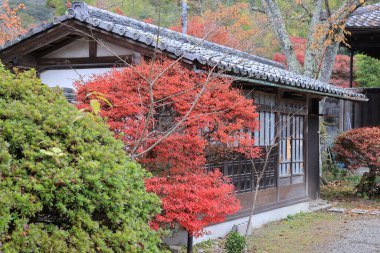 Geleneksel Budist salonu mevsimlik tapınak bahçeleriyle çevrili 26 Kasım 2025