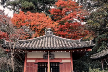 Geleneksel Budist salonu mevsimlik tapınak bahçeleriyle çevrili 26 Kasım 2025