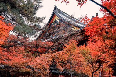 Geleneksel Budist salonu mevsimlik tapınak bahçeleriyle çevrili 26 Kasım 2025