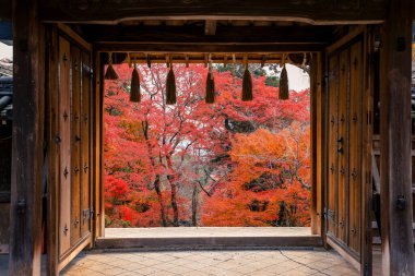 Açık bir ahşap kapı, 26 Kasım 2025 'te canlı bir sonbahar akçaağacı çerçevesi oluşturur.