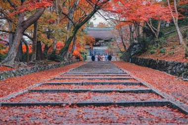 26 Kasım 2025 'teki tapınakta canlı sonbahar yapraklarıyla çevrili taş patika.