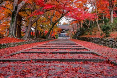 26 Kasım 2025 'teki tapınakta canlı sonbahar yapraklarıyla çevrili taş patika.