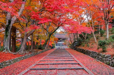 26 Kasım 2025 'teki tapınakta canlı sonbahar yapraklarıyla çevrili taş patika.